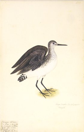 199 Swedish Birds . Tringa Ocrophus.Green Sandpiper