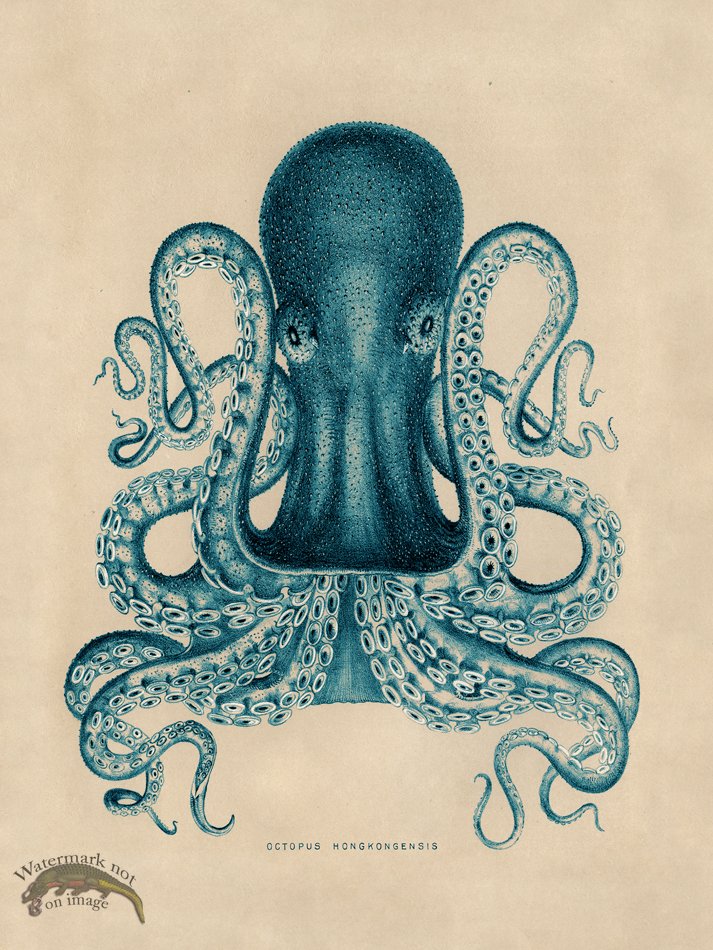 (image for) Octopus Teal 02