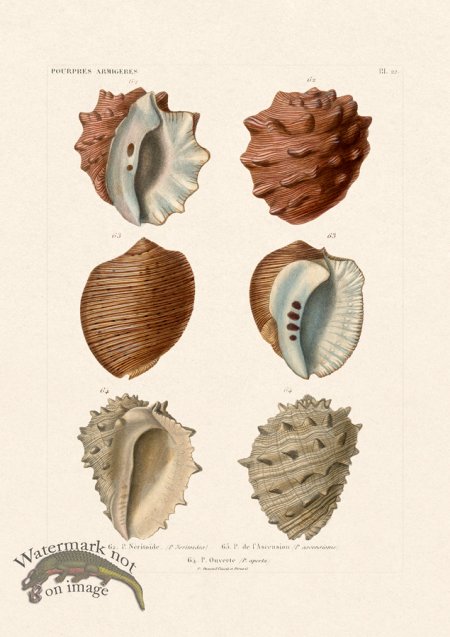 (image for) French Shell 022