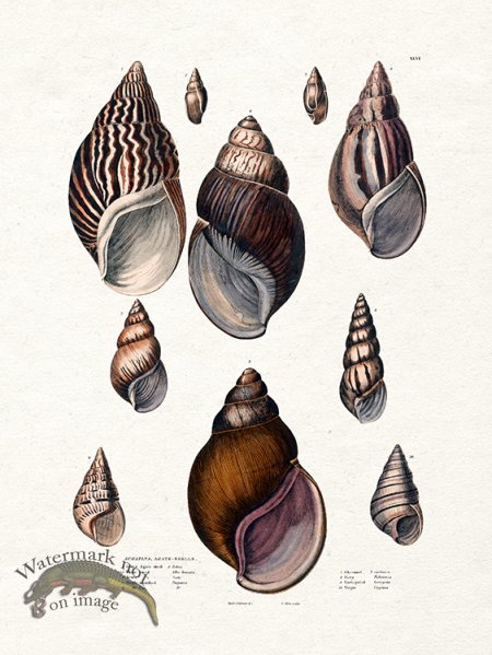 (image for) Edinburgh Shell 01