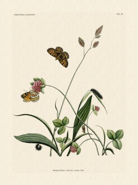 (image for) Wilkes Butterflies 045