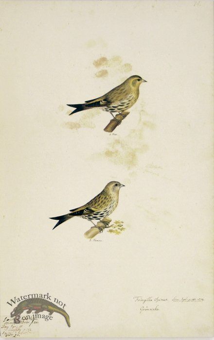 (image for) 74 Swedish Birds . Fringilla Spinus, Eurasian Siskin, M.F