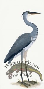 Rudbeck 003 Grey Heron 20x40