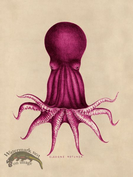 (image for) Octopus Pink 08