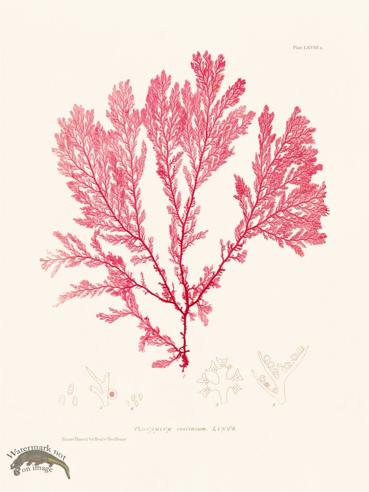 (image for) Bradbury Seaweed 068