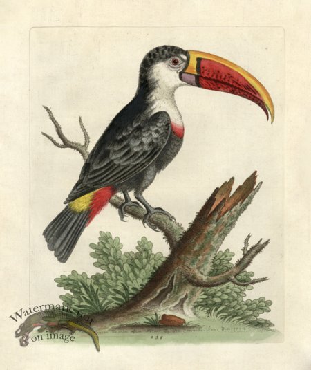 (image for) Edwards Parrot 13.jpg