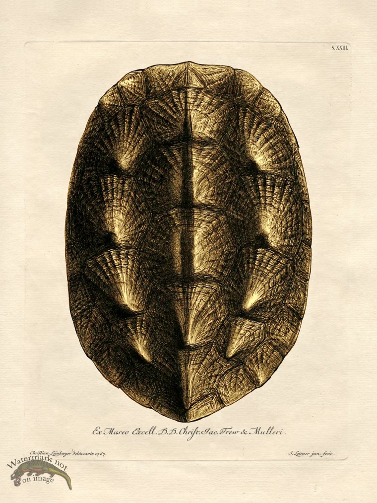 (image for) Trew Turtle Shell 23