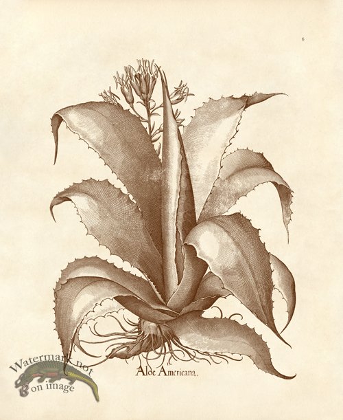 (image for) Besler 06 Aloe