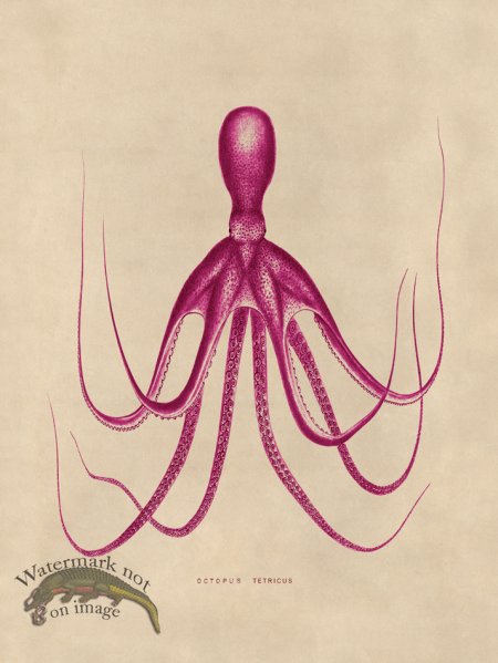 (image for) Octopus Pink 20