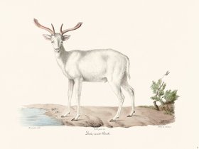 Cuvier 010 Faun White Variety