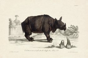 FNH 05 Rhinoceros