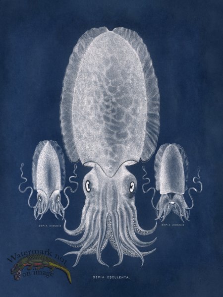 (image for) Octopus Blue 04