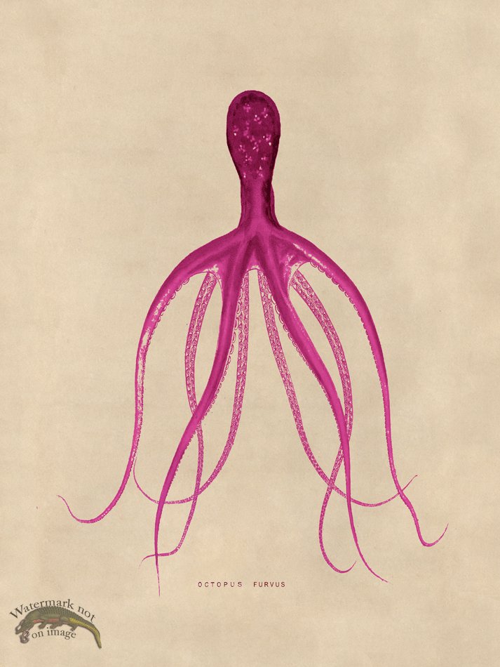 (image for) Octopus Pink 21