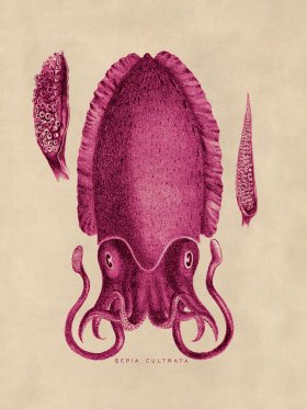 Octopus Pink 11