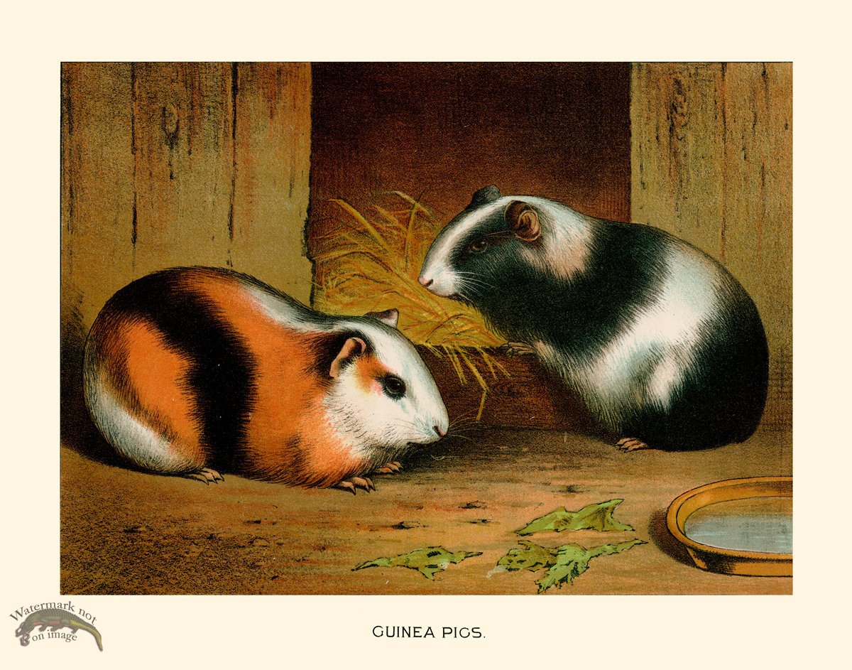 CP 07 Guinea Pig