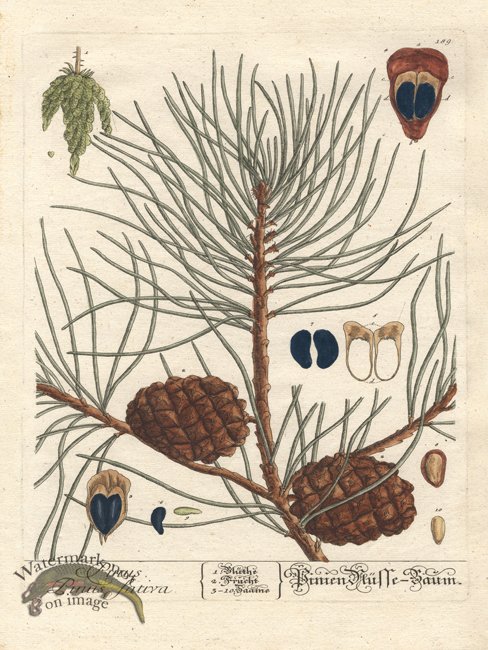 (image for) Blackwell Pine Cone 01