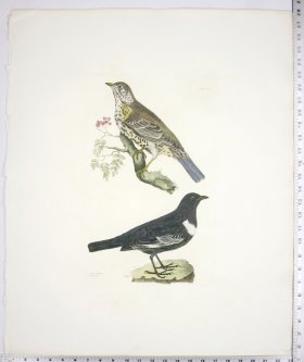 (image for) Missel Thrush and Ring Ouzel