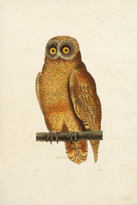 KO 16 Nodder Owl