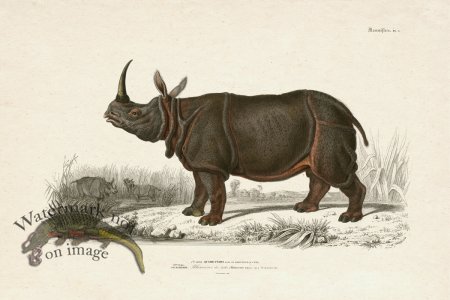 (image for) FNH 08 Rhinoceros