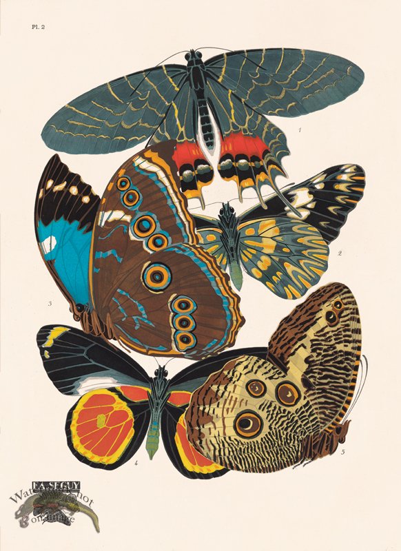 (image for) Seguy Butterfly 02