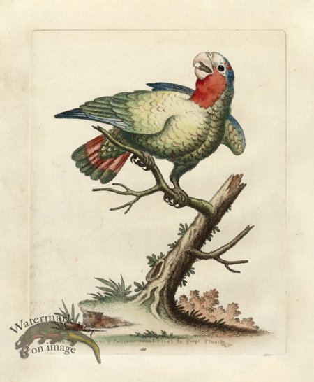 (image for) Edwards Parrot 18.jpg