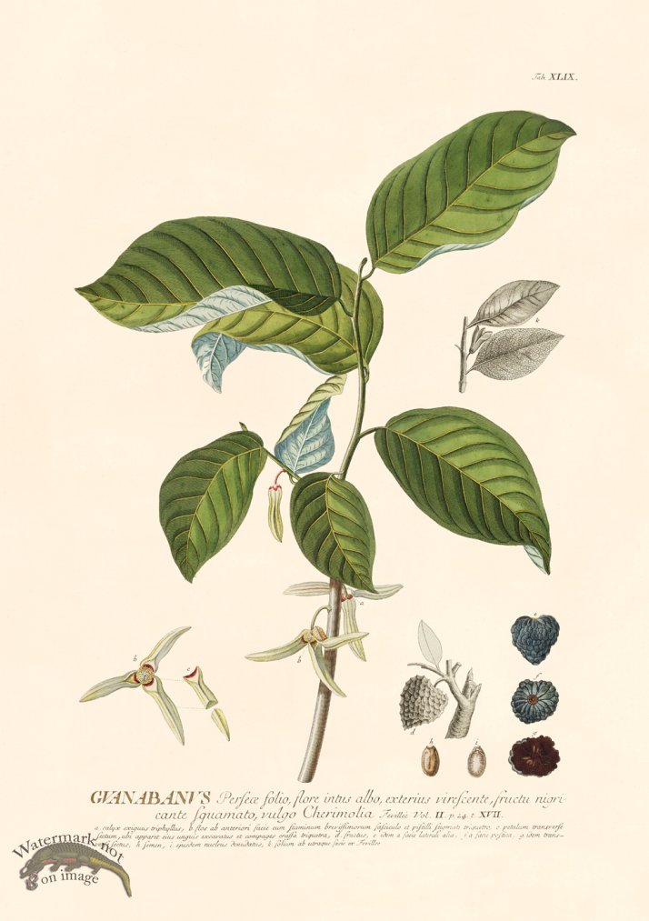 (image for) Trew Botanical 49