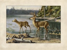 White Tail Deer by Kemp