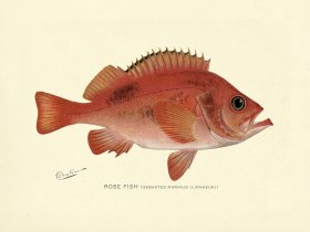 (image for) Rose Fish