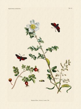 (image for) Wilkes Butterflies 062