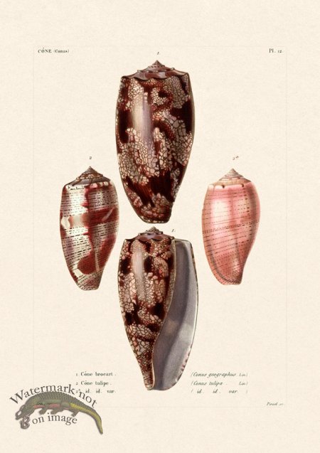 (image for) French Shell 012