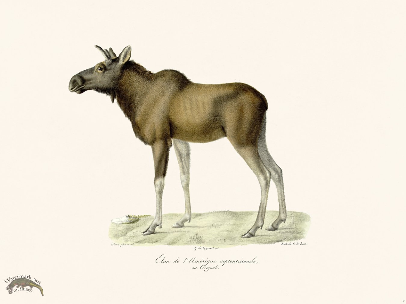 (image for) Cuvier 002 Moose