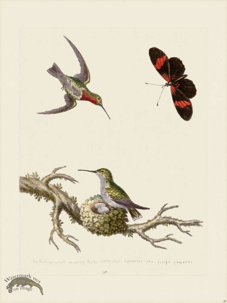 (image for) Edwards 038 Red throated