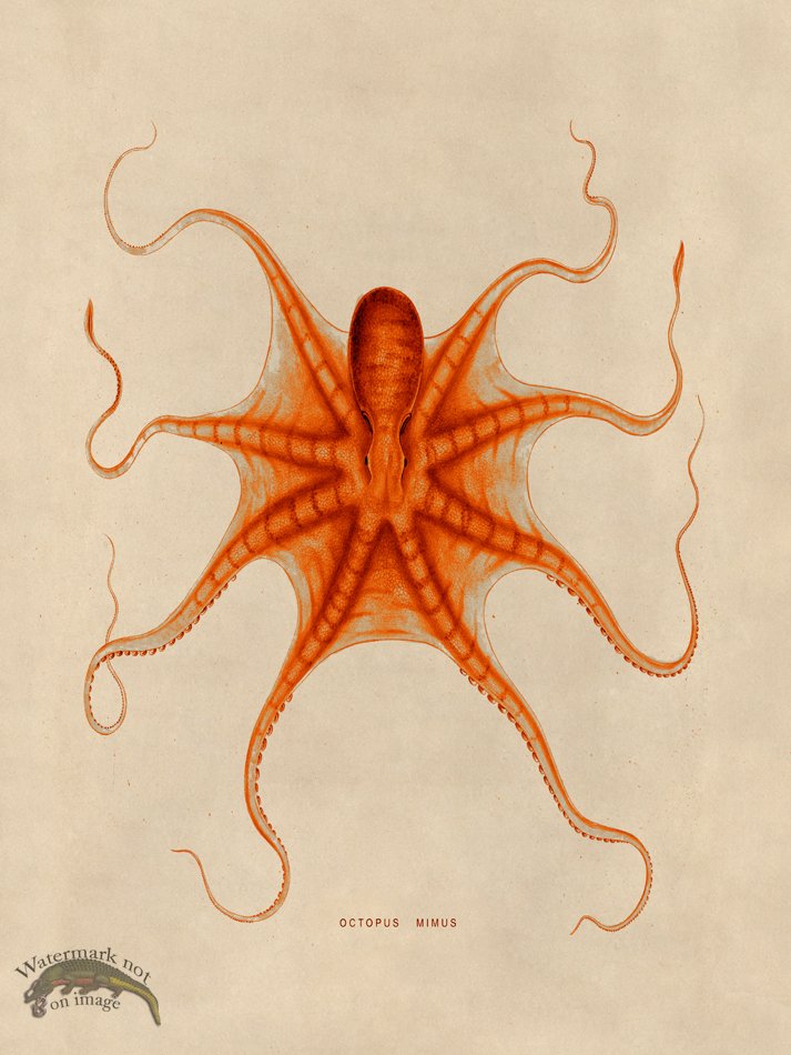 (image for) Octopus Orange 22