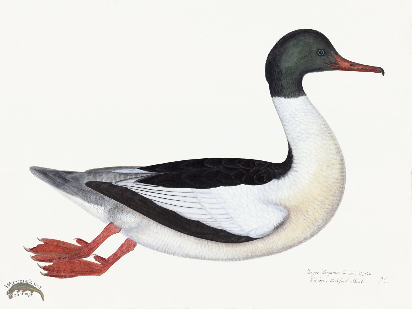 (image for) Rudbeck 022 GOOSANDER 24x18