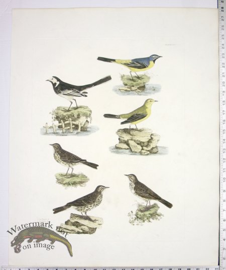 (image for) Wagtails and Pipits