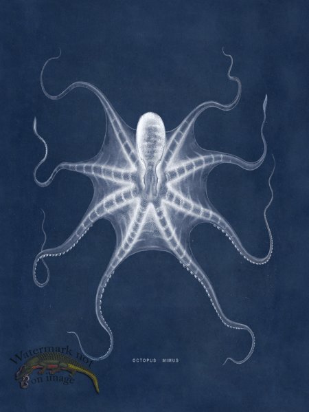 (image for) Octopus Blue 22