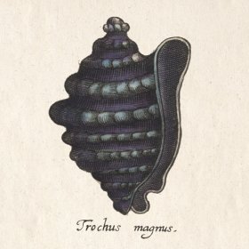 Merian Shell 9