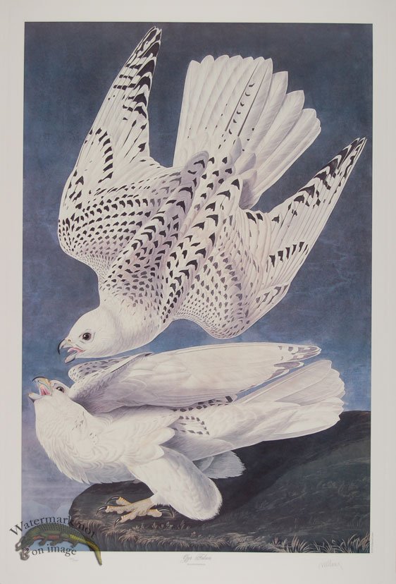 Gyr Falcon