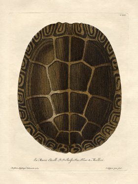 Trew Turtle Shell 24