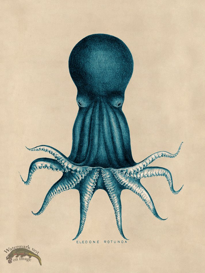 (image for) Octopus Teal 08