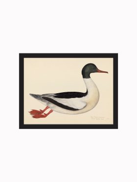 (image for) Rudbeck CFA_BF 22 GOOSANDER