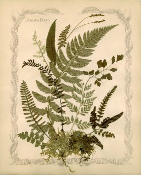 Jamaican Fern 08