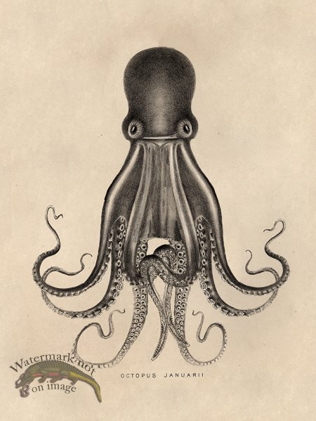 (image for) Octopus Tan 07