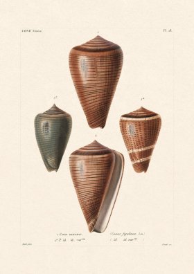 French Shell 028