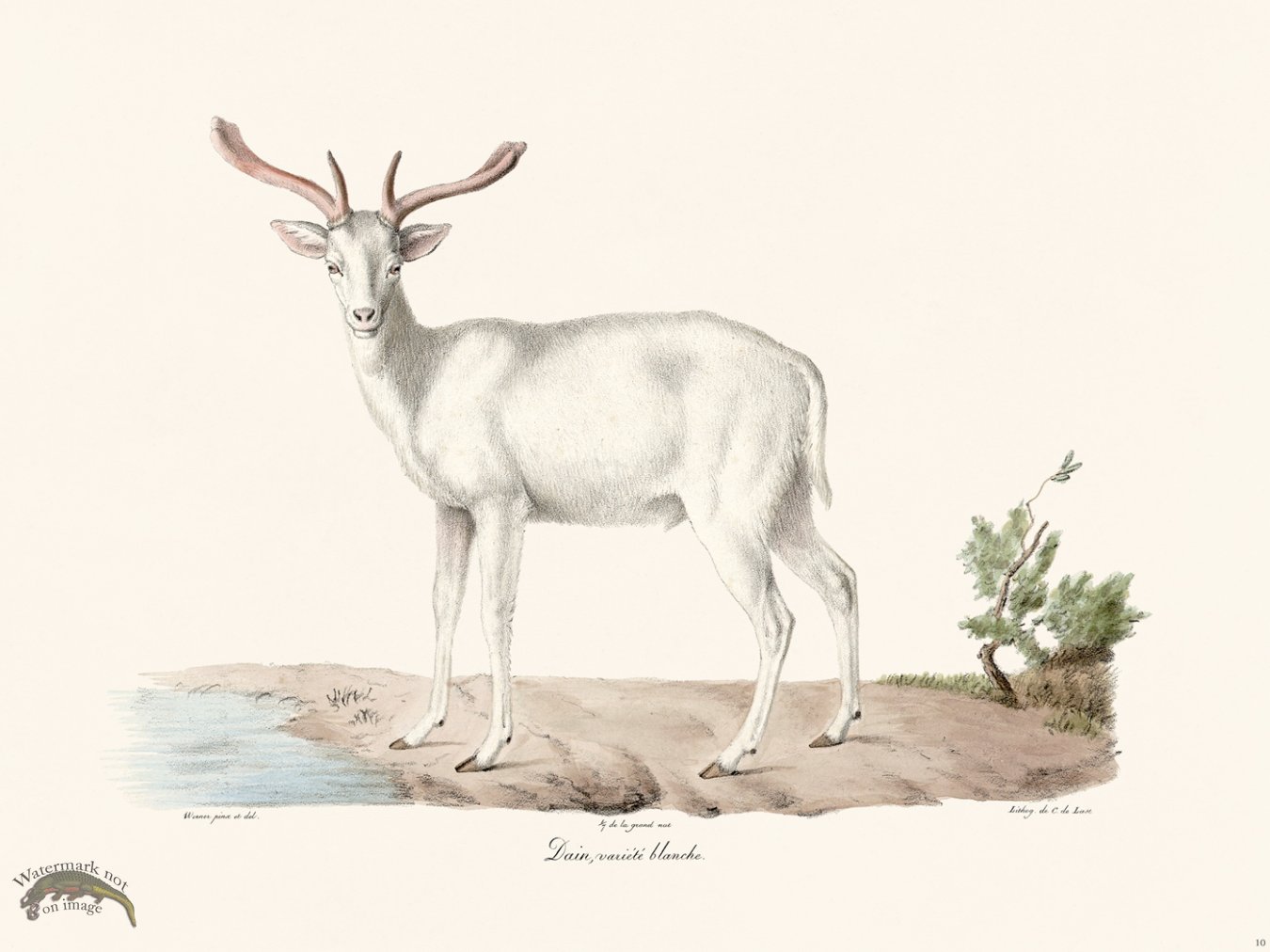 (image for) Cuvier 010 Faun White Variety