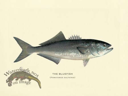 (image for) Bluefish