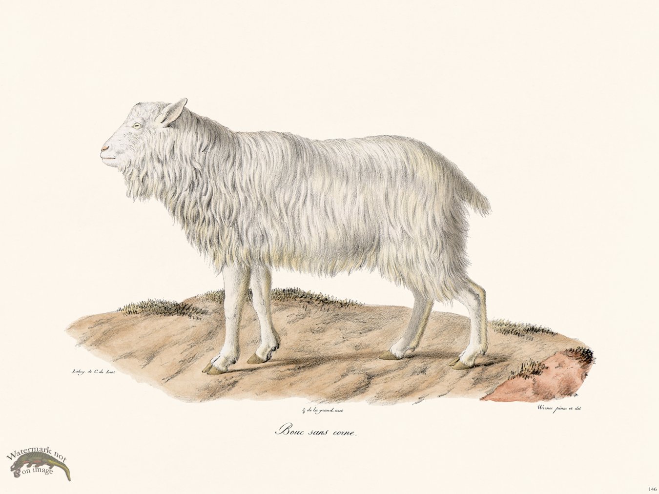 Cuvier 146 Goat Without Horn