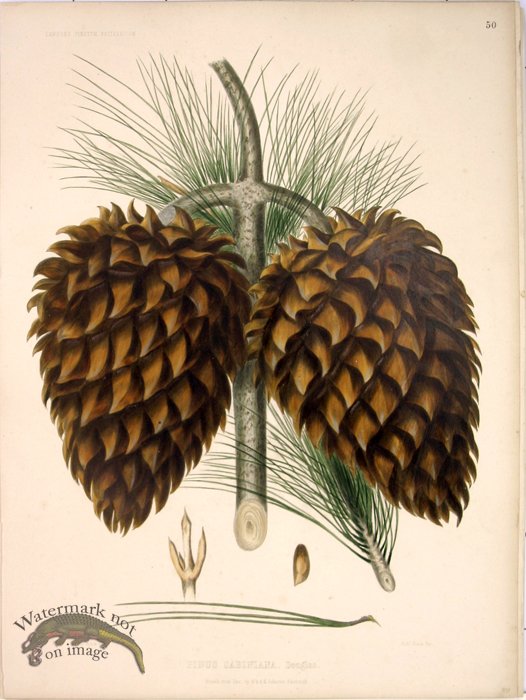 Lawson Pine Cone 02