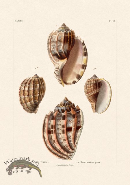 (image for) French Shell 025