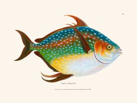 015 Opah, or King Fish